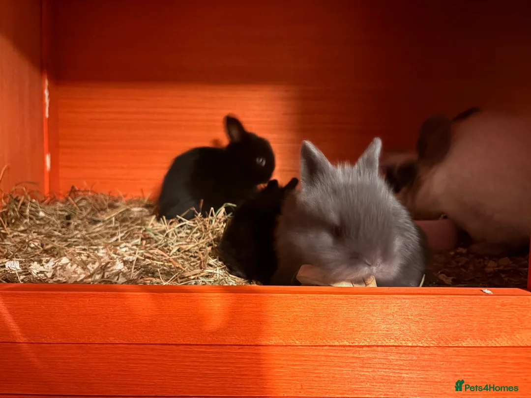 Mixed Breed rabbits for sale: Bunnies - Advert 7