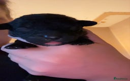 Poochon dogs for sale: Poochon puppies for sale - Image 16