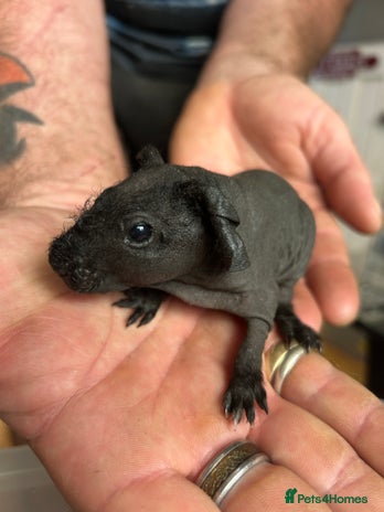 Guinea Pig rodents in Doncaster - Advert 1