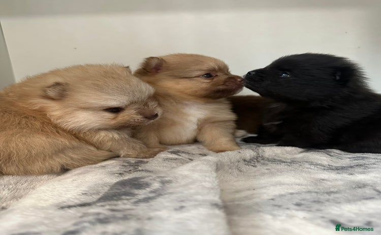 Pomeranian dogs - Advert 2