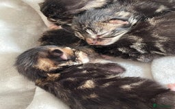 British Shorthair cats for sale: Gorgeous kittens - Image 1