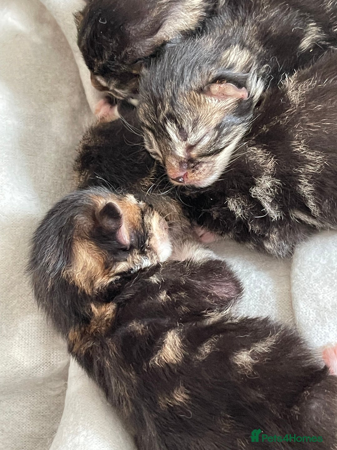 British Shorthair cats for sale: Gorgeous kittens - Image 1
