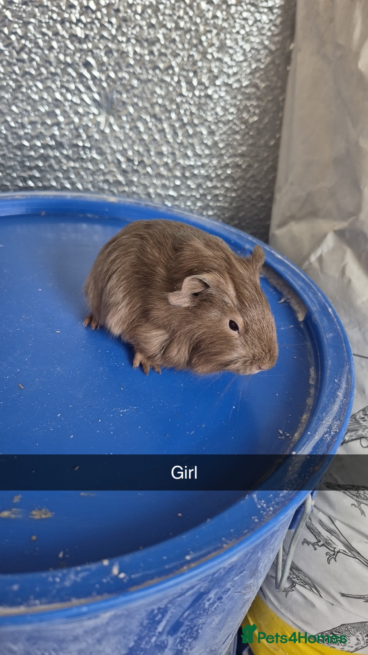 Guinea Pig rodents 4 Baby Guniea pigs  - Advert 6