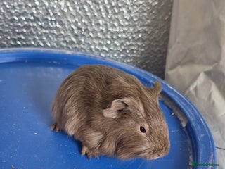 Guinea Pig rodents 4 Baby Guniea pigs - Advert 1