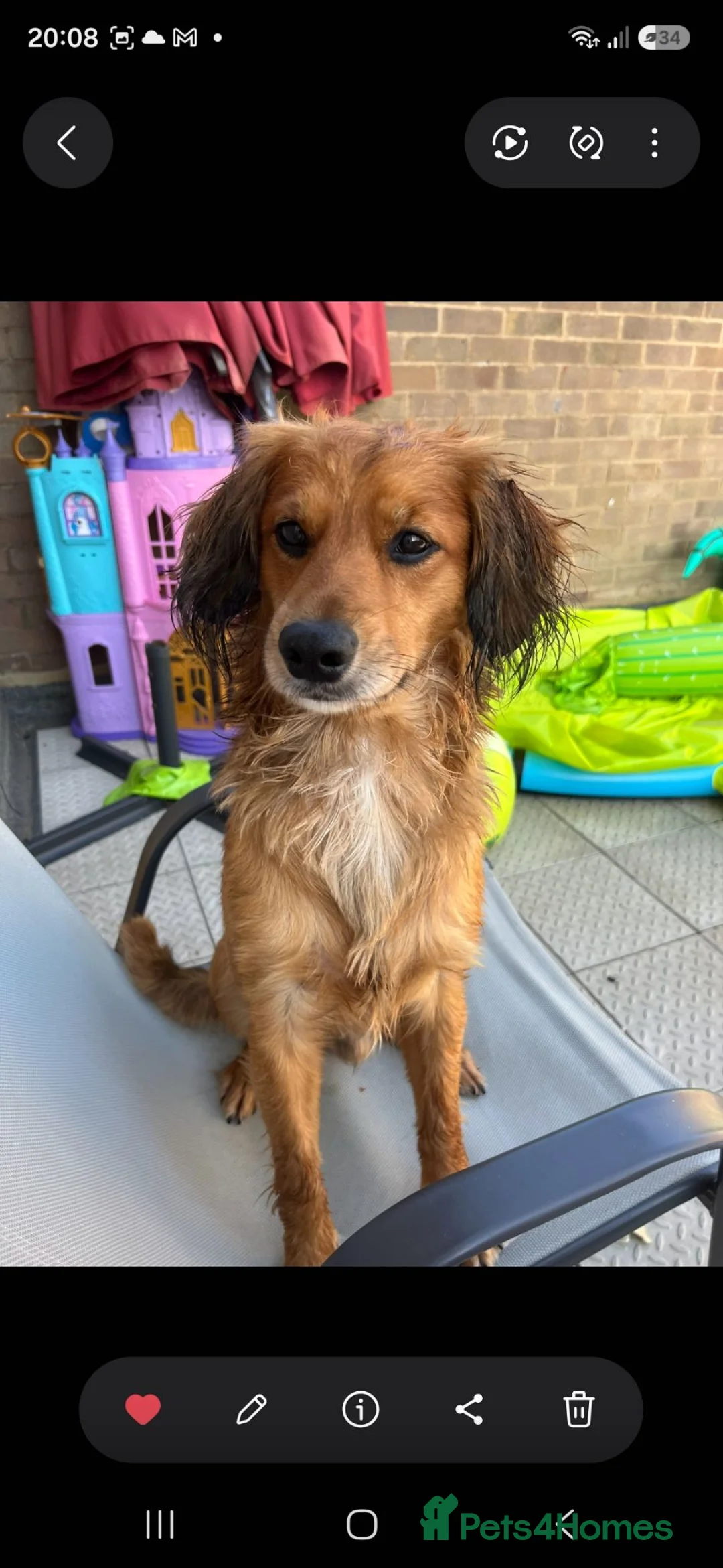 Cocker Spaniel dogs for sale: 1 year old male spaniel dog  in Corby - Advert 2