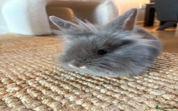 Lionhead rabbits for sale: Lionhead Brown & Blue Otters  - Advert 6