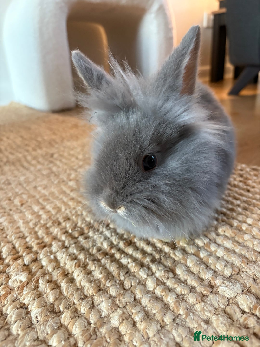 Lionhead rabbits for sale: Lionhead Brown & Blue Otters  - Advert 6