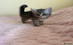 Maine Coon cats for sale: Ragdoll cross Maine Coon kitten - Image 9