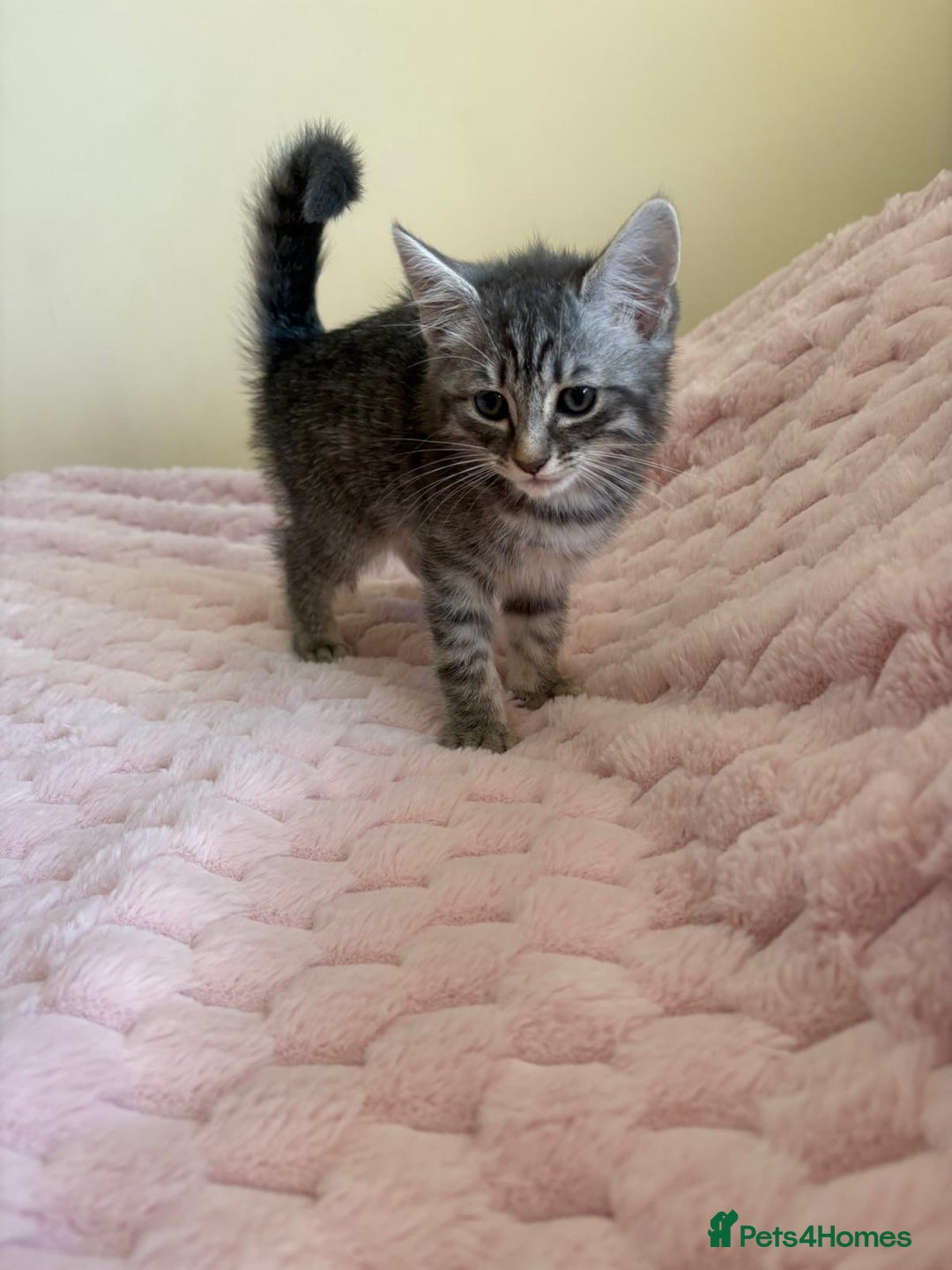 Maine Coon cats for sale: Ragdoll cross Maine Coon kitten - Image 9
