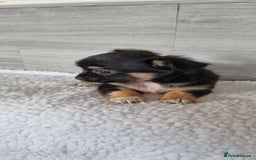 Chihuahua dogs for sale: Cute as a Button: Friendly Chihuahua Puppies - Image 5