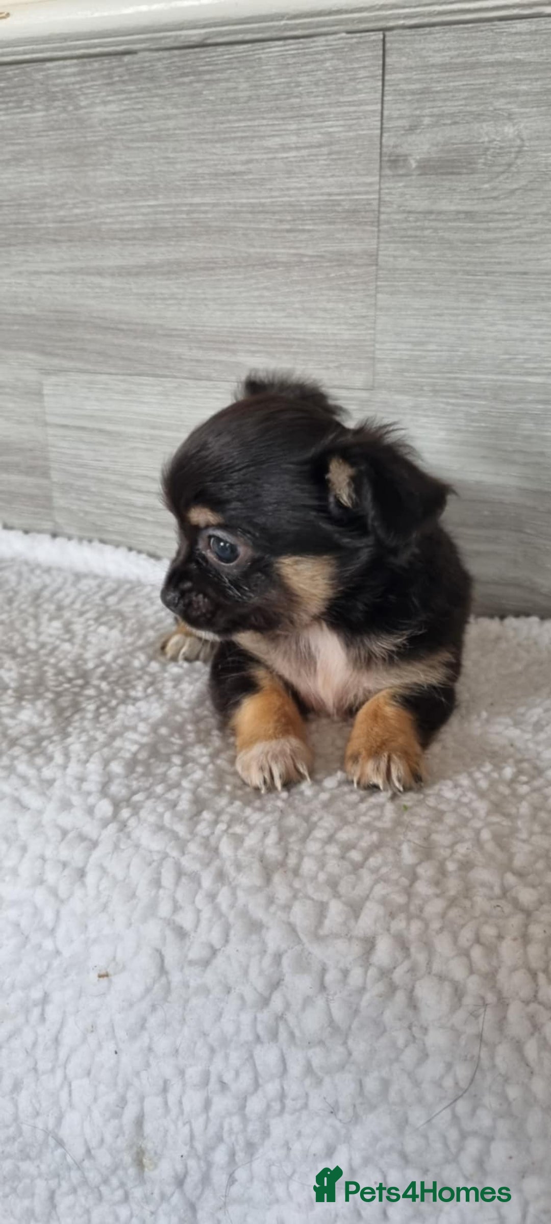 Chihuahua dogs for sale: Cute as a Button: Friendly Chihuahua Puppies - Image 5