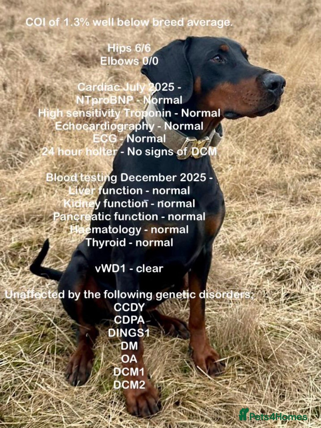 Dobermann dogs for sale: KC REGISTERED DOBERMAN ( 11 months old : Intact) - Advert 40