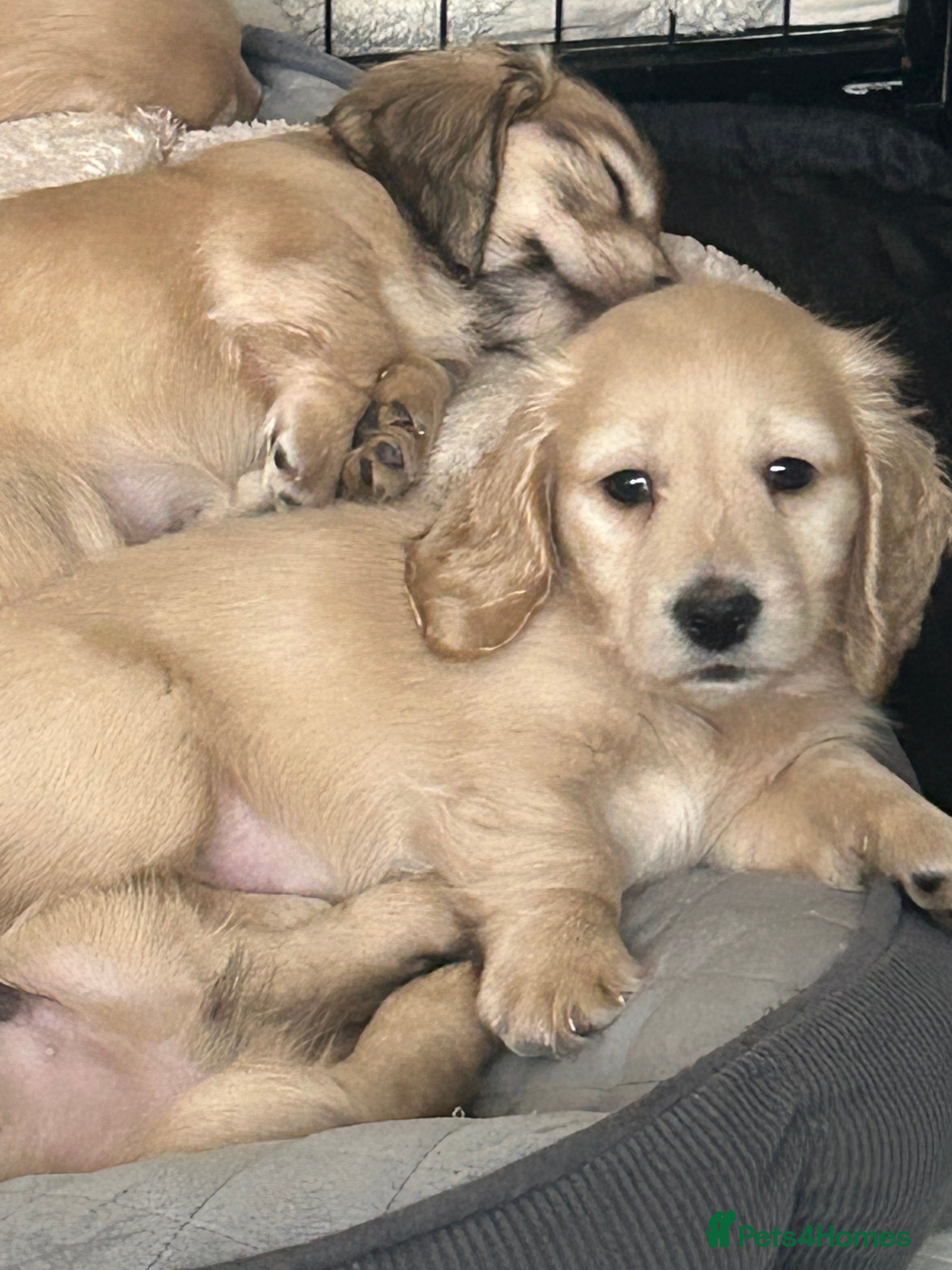 Miniature Dachshund dogs Kc registered longhaired miniature dachshunds  - Advert 17