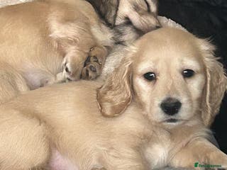 Miniature Dachshund dogs Kc registered longhaired miniature dachshunds - Advert 17