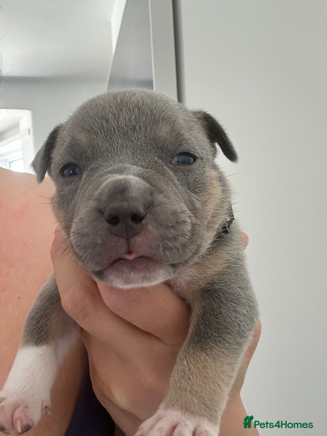 American Bully dogs for sale: Pocket Bullies ( not banned breed) - Image 20