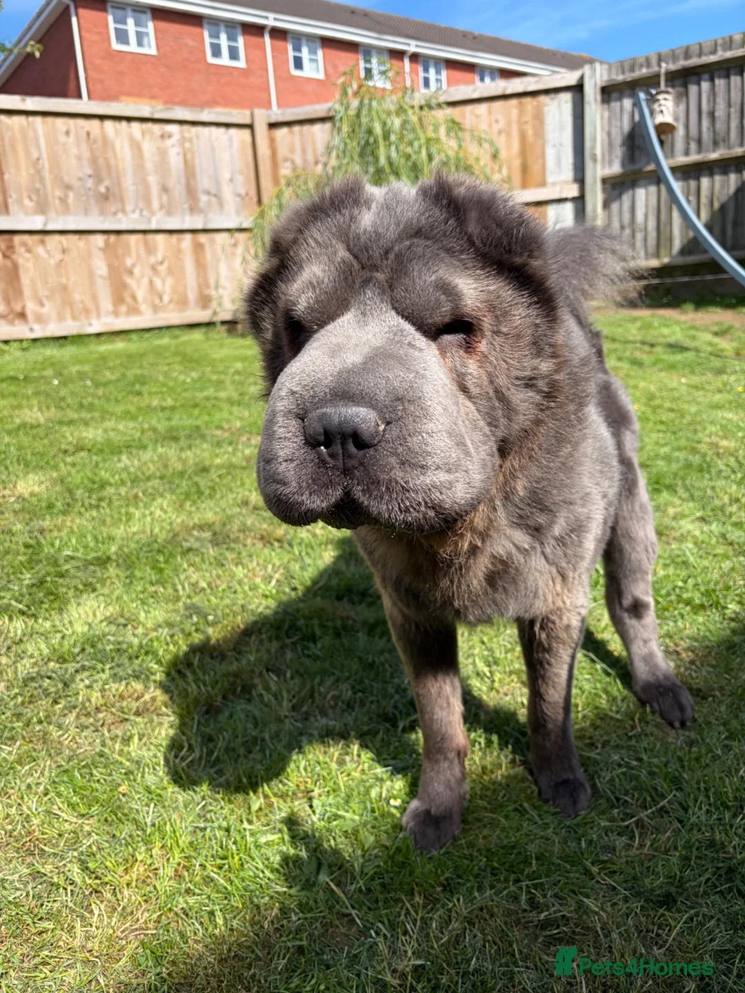 Shar Pei dogs for sale: Rare Blue Bearcoat Shar Pei Male 1 year old - Advert 2