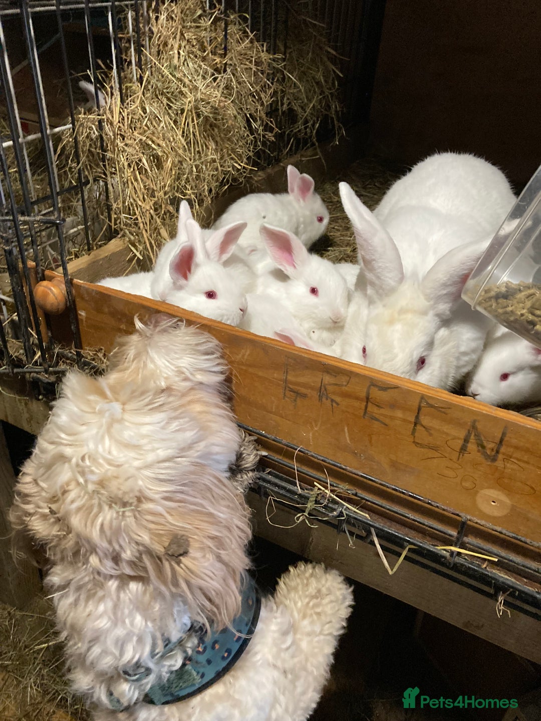 New Zealand rabbits for sale: New Zealand whites - Image 3