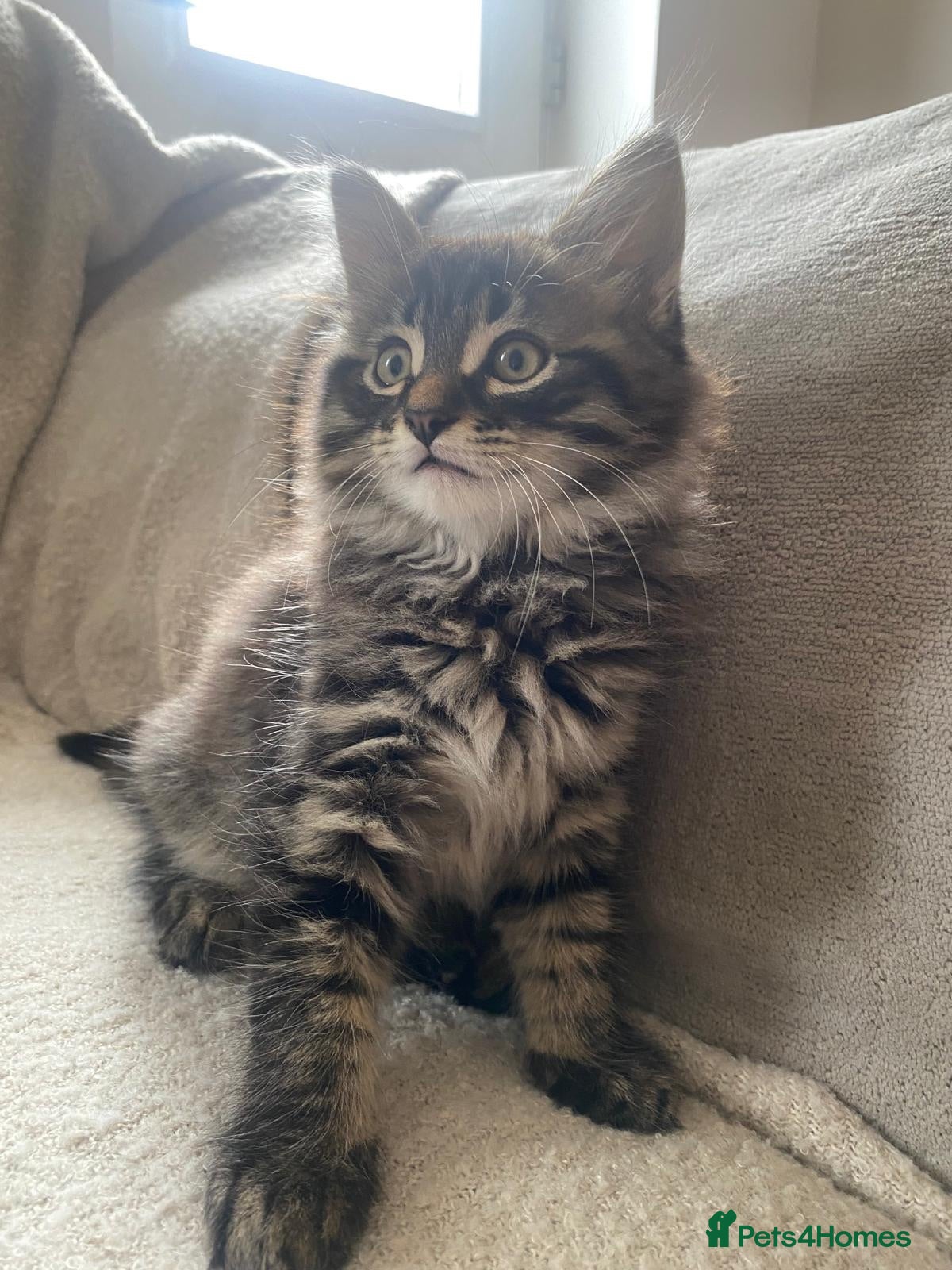 Maine Coon cats Stunning 9 week old male Maine Coon - Advert 14