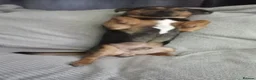 Mixed Breed dogs for sale: Loving dog to be rehomed  - Advert 3