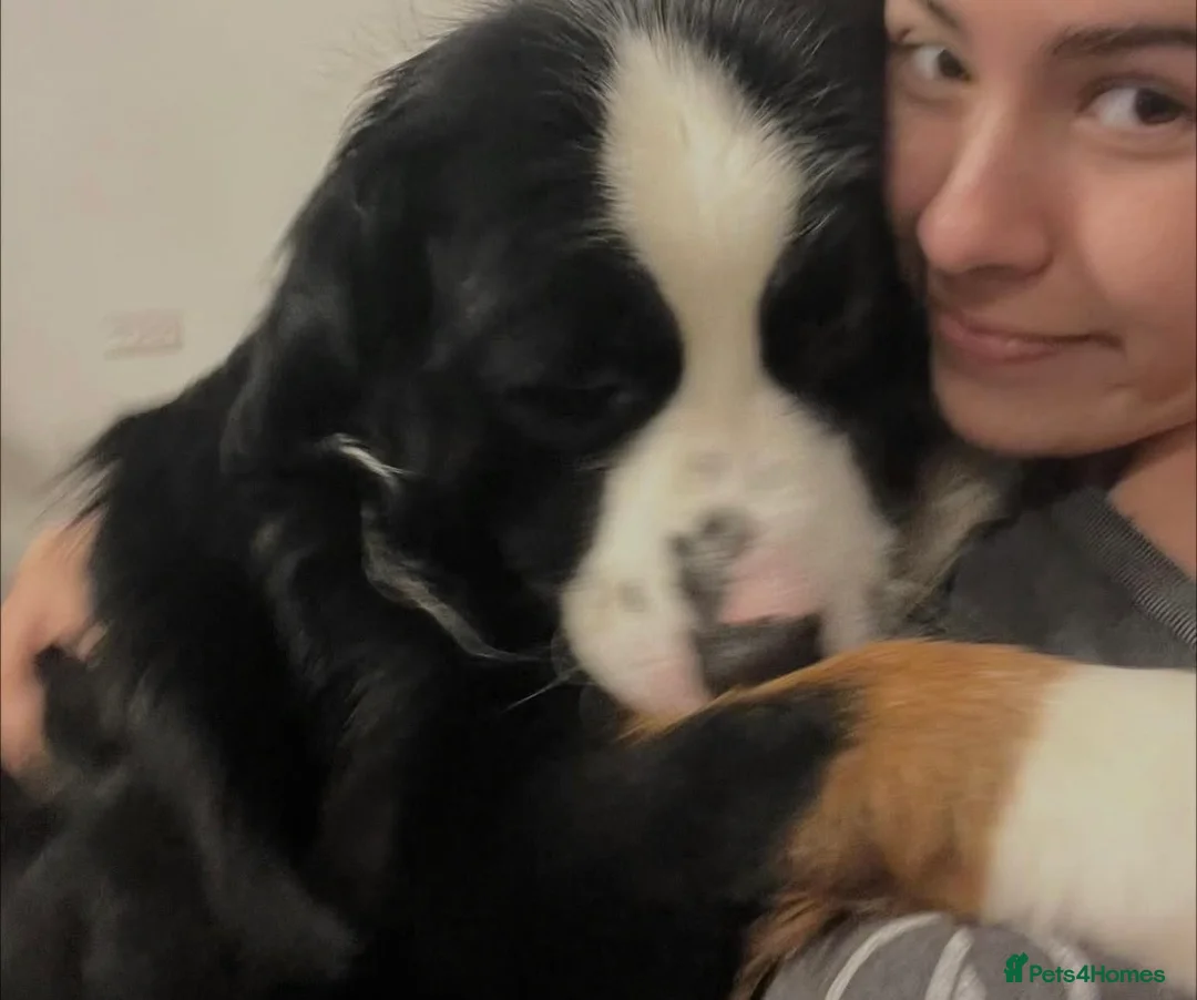 Gallery Image {{count}}