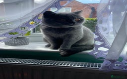 Scottish Fold cats for sale: Beautiful litter of Scottish fold  reservation 😍 - Image 16