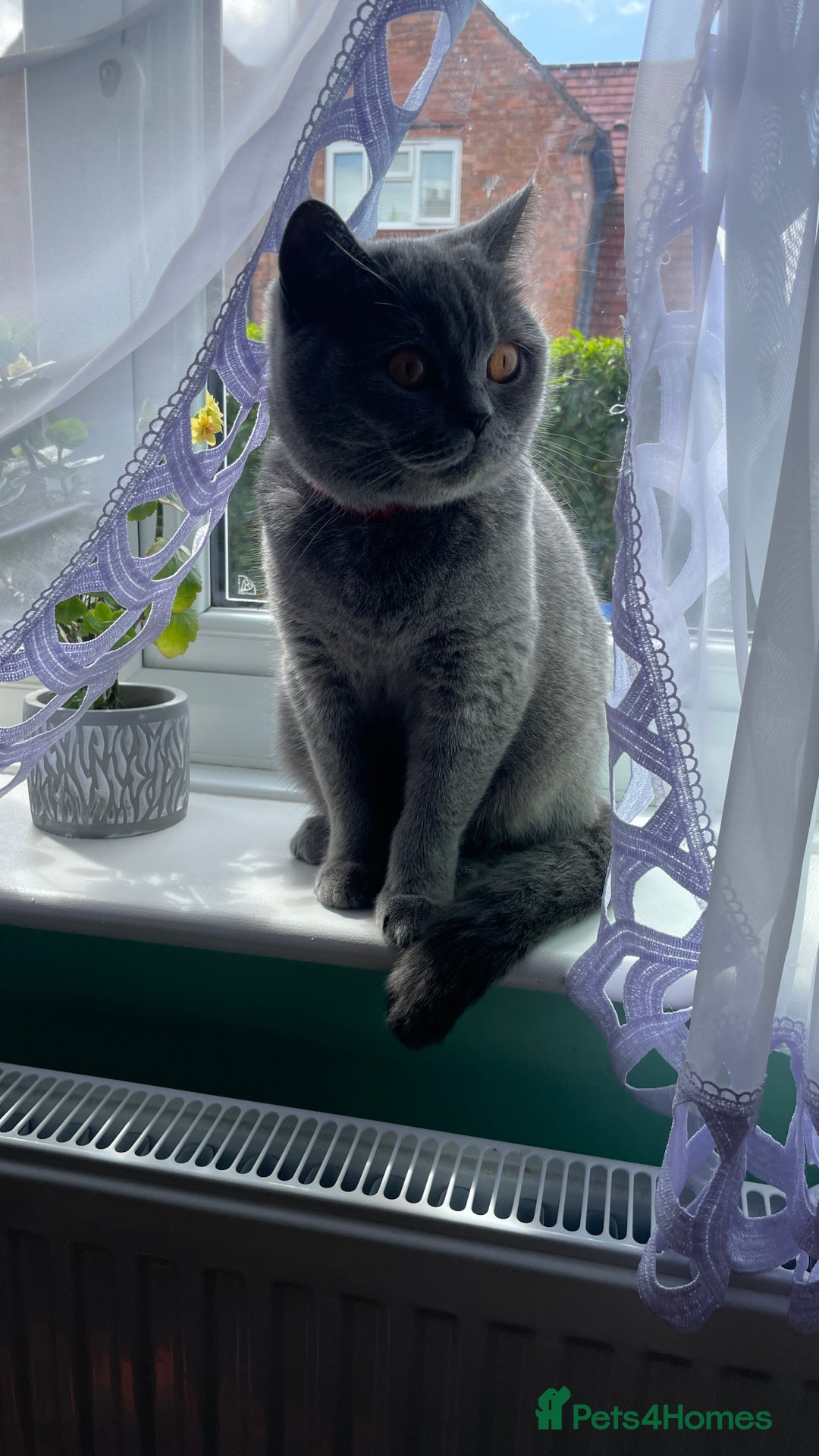 Scottish Fold cats for sale: Beautiful litter of Scottish fold  reservation 😍 - Image 16