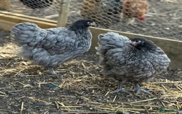 Chickens poultry for sale: 🐣 Beautiful Orpington Chicks & Cockerels for Sale - Image 2