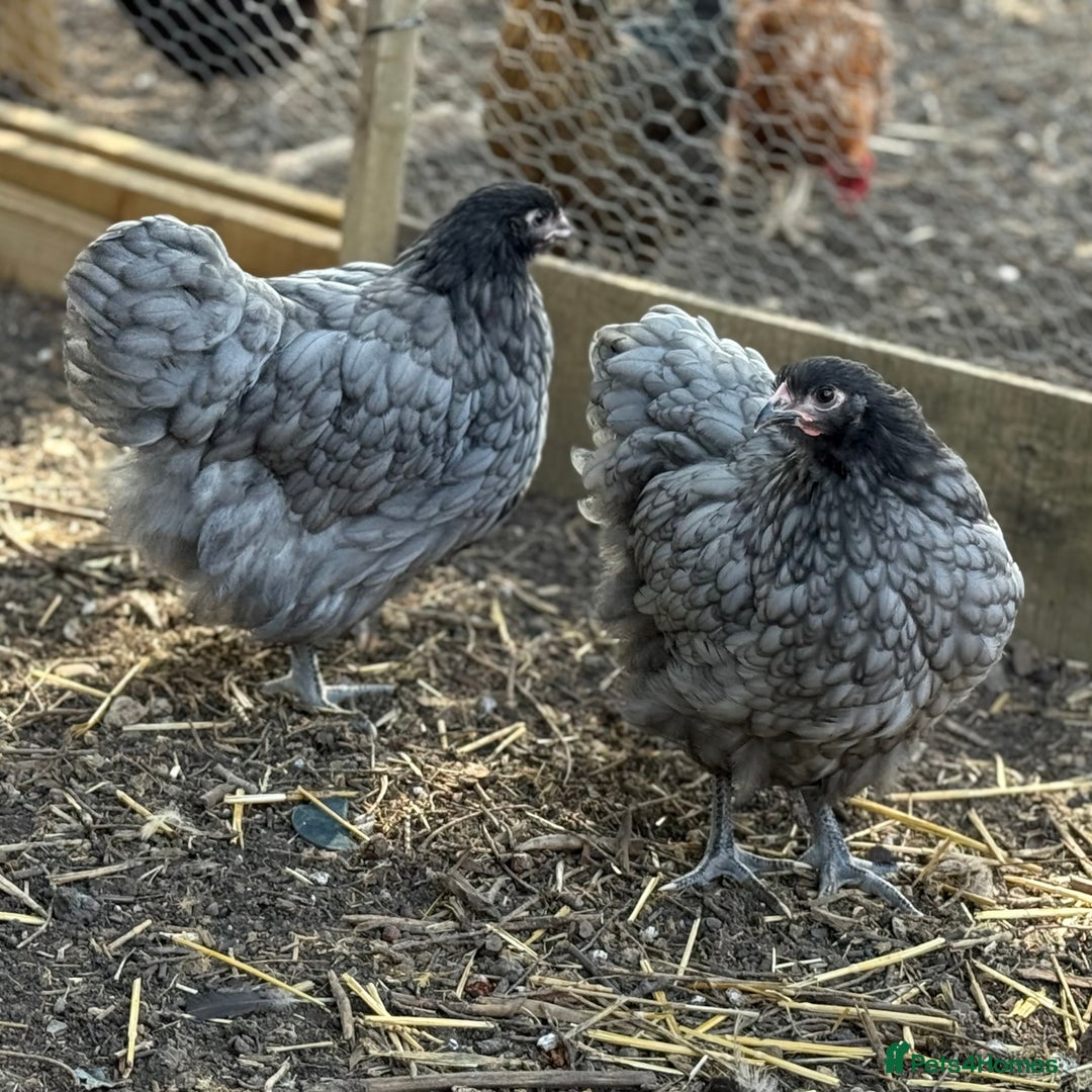 Chickens poultry for sale: 🐣 Beautiful Orpington Chicks & Cockerels for Sale - Image 2