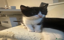 British Shorthair cats for sale: British Shorthair x Striped Tabby Kittens –2 Males - Image 24