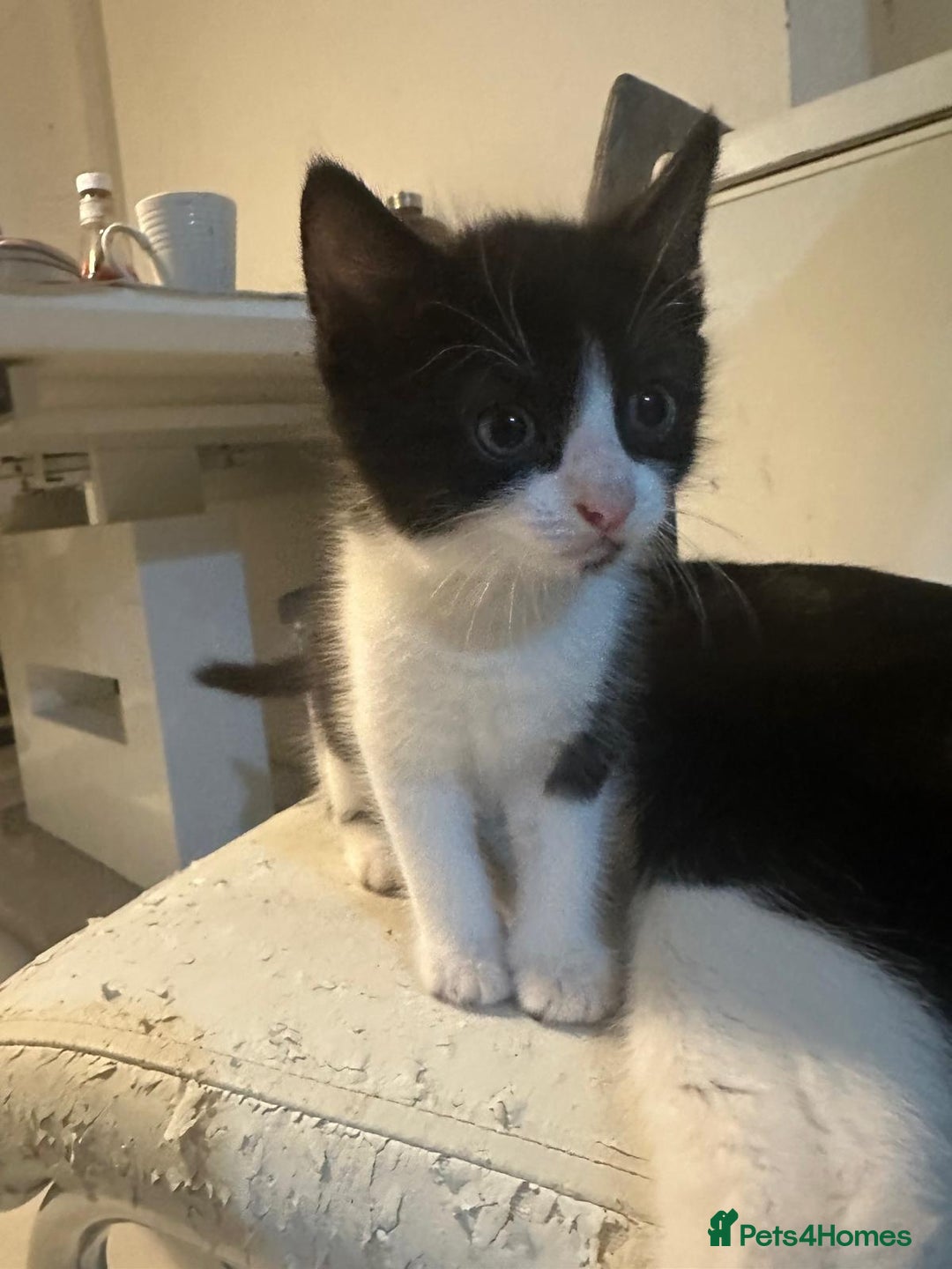 British Shorthair cats for sale: British Shorthair x Striped Tabby Kittens –2 Males - Image 24