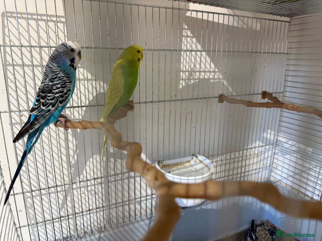 Budgerigars birds for sale: Pair of Budgies looking for a loving home - Image 2