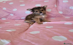 Chorkie dogs for sale: Yorkshire terrier x chihuahua (chorkie) - Image 7