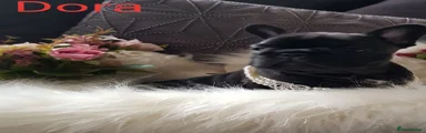 French Bulldog 1 DORA