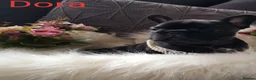 French Bulldog dogs for sale: KC QUALITY PUPPIES - Advert 33