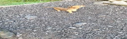 Mixed Breed dogs for sale: Cockerdale puppies looking for they new homes - Advert 23