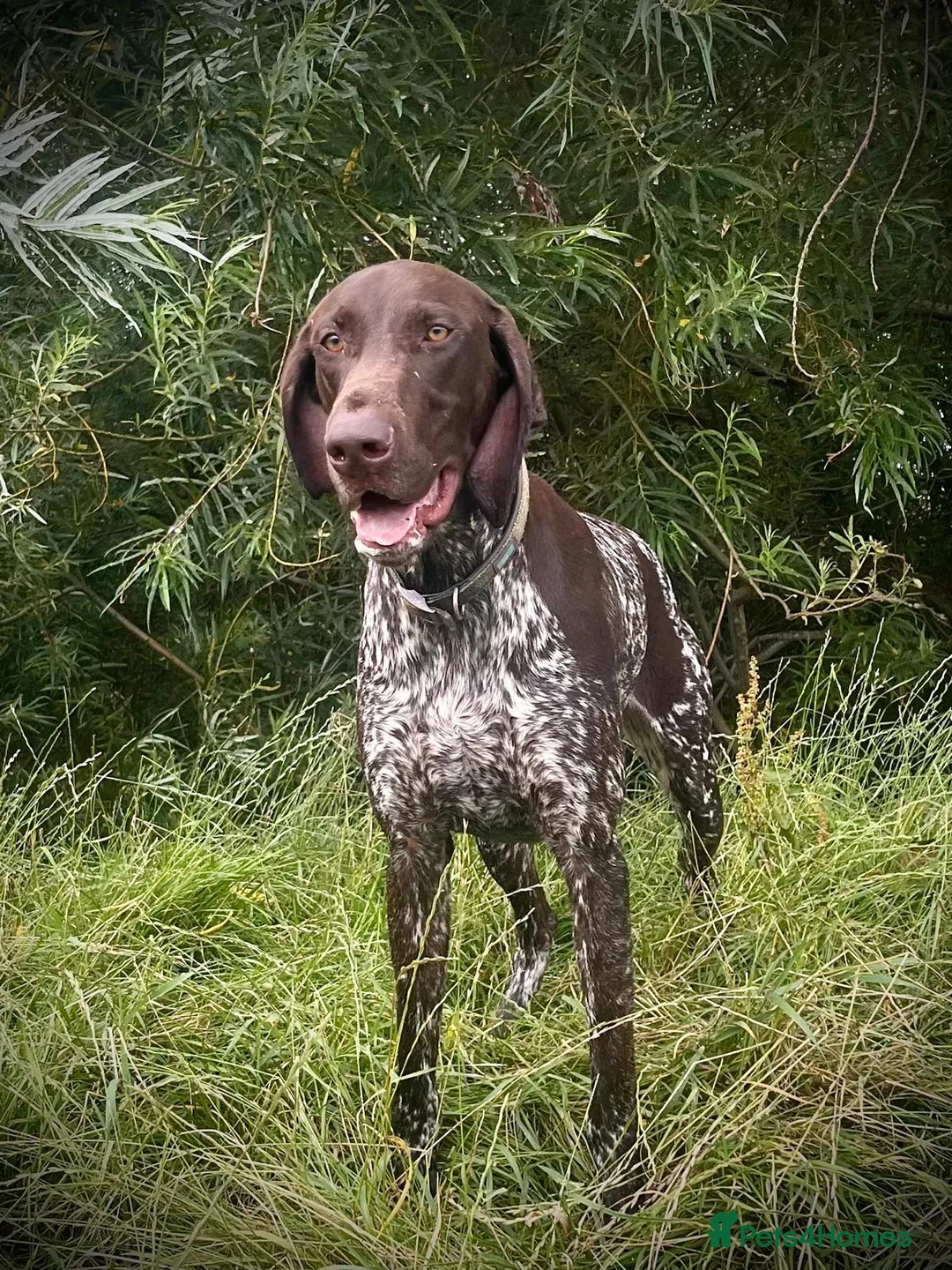 German Shorthaired Pointer dogs for sale: Gorgeous Green Short Haired Pups - Serbian Blood - Advert 22