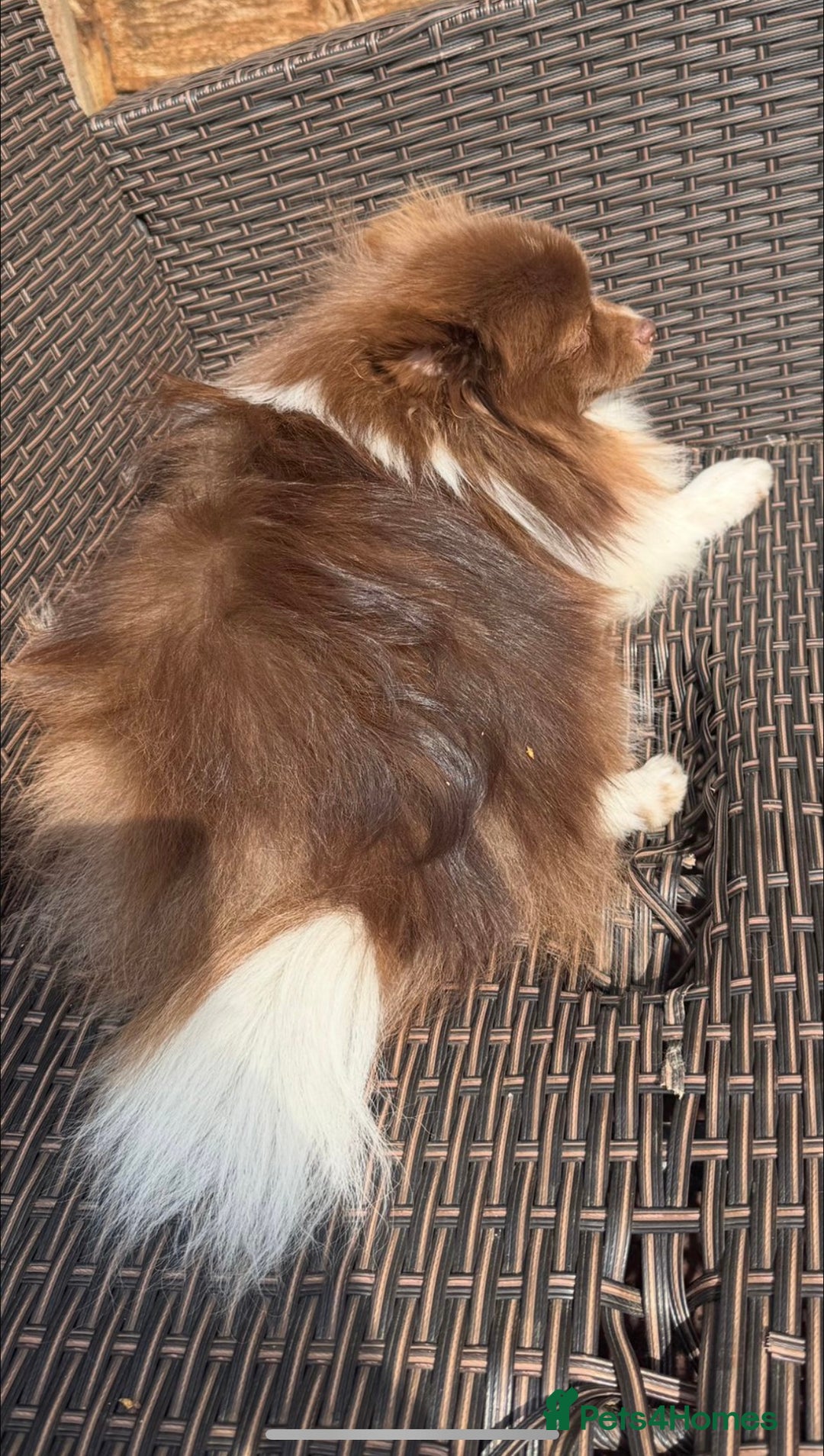 Pomeranian dogs for sale: Beautiful teddy bear chocolate boy  - Image 9