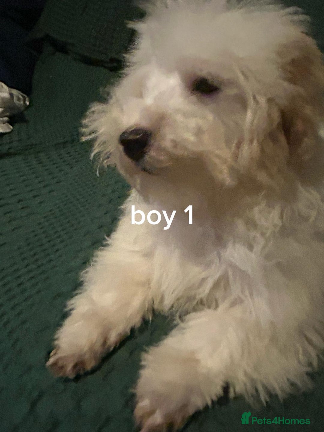 Pomapoo dogs for sale: Pomapoo puppy’s 6 months old - Advert 2