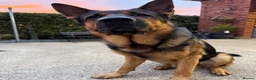 German Shepherd dogs for stud: STUD Only German Shepherd - Advert 3