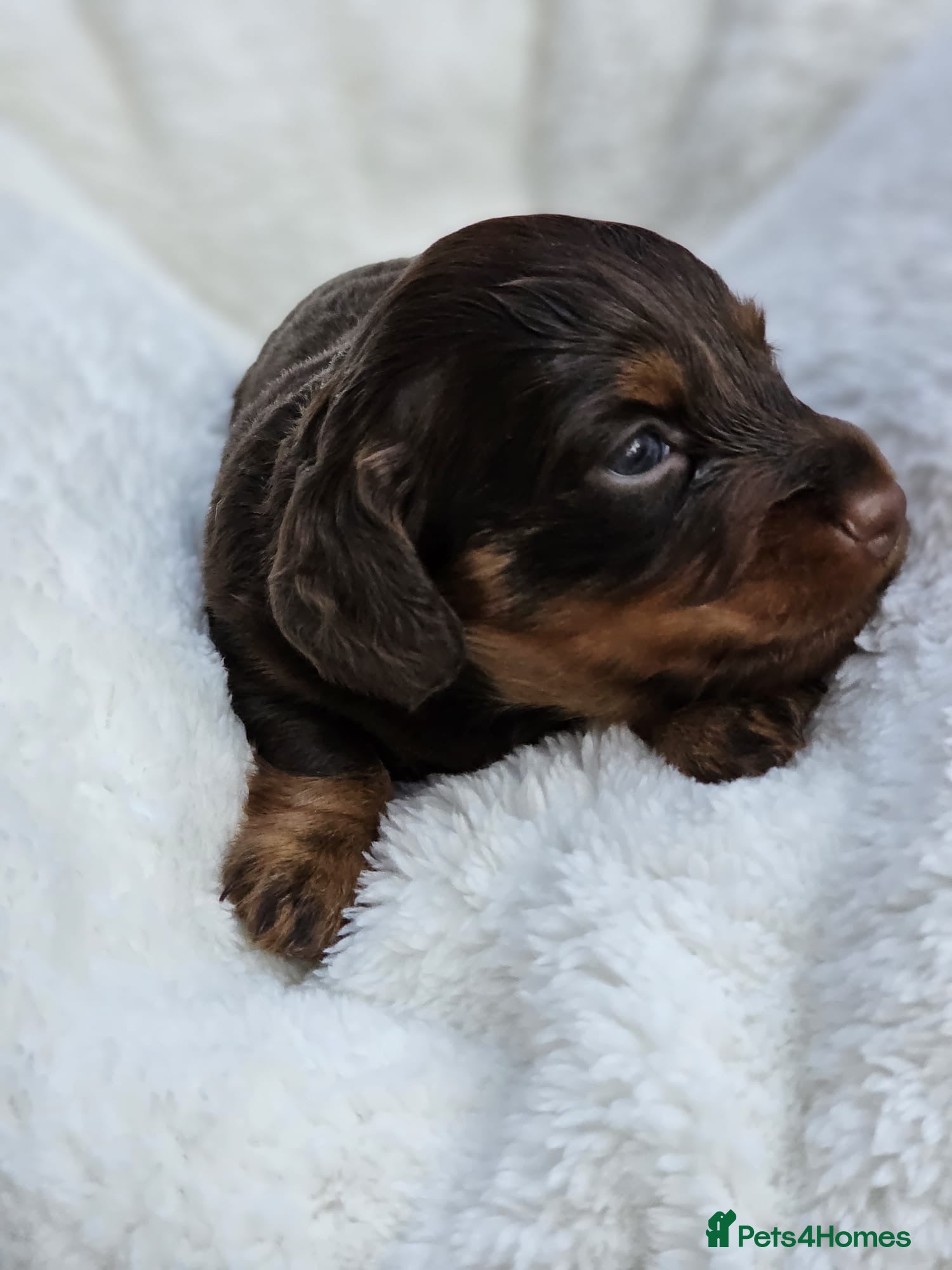 Miniature Dachshund dogs Miniature dachshund long haired - Advert 2