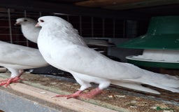Pigeons birds for sale: 7 Pigeons for sale - Image 12