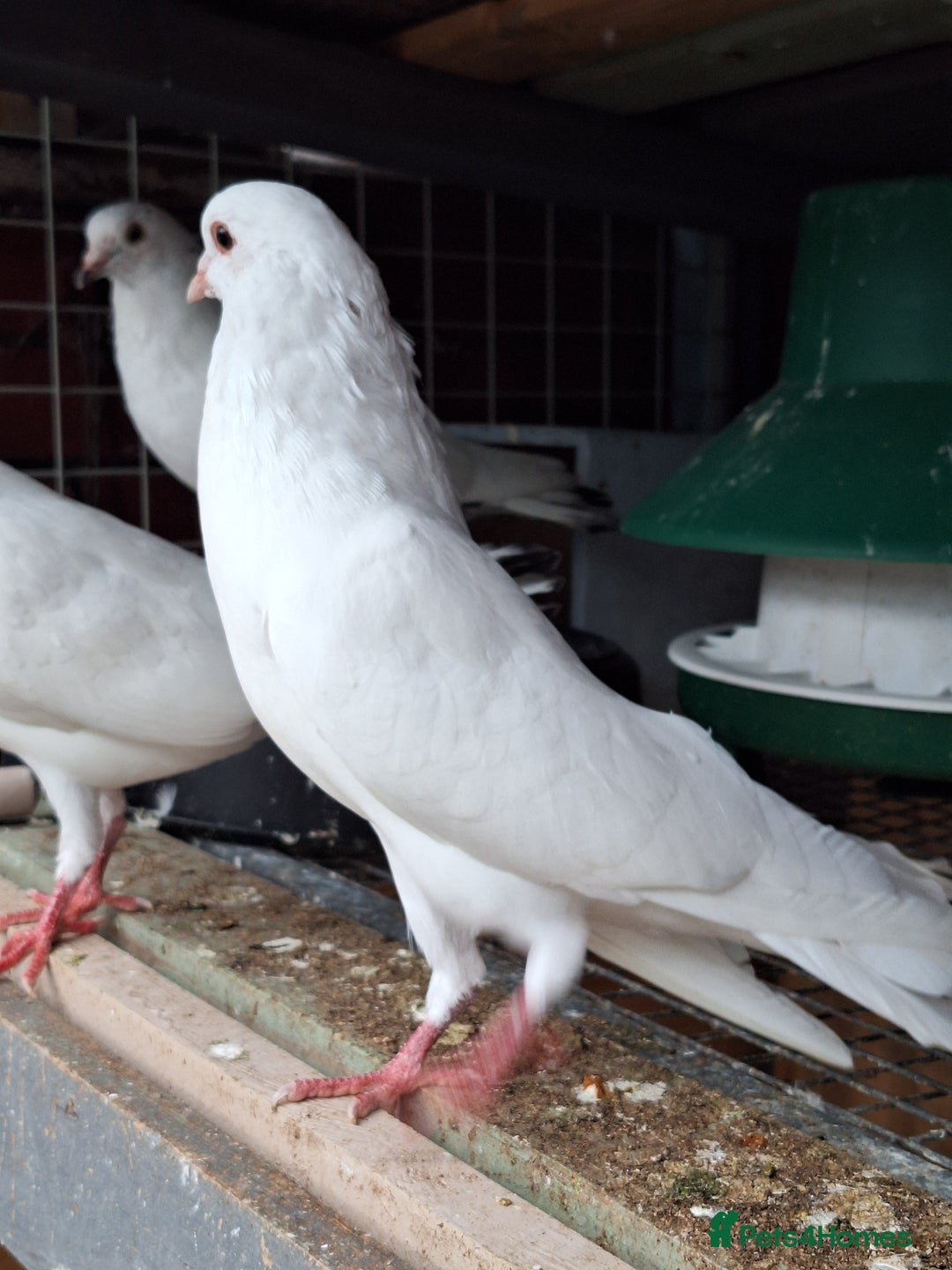 Pigeons birds for sale: 7 Pigeons for sale - Image 12