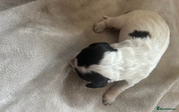 Cocker Spaniel dogs for sale: Blue roan cocker spaniels  - Image 13