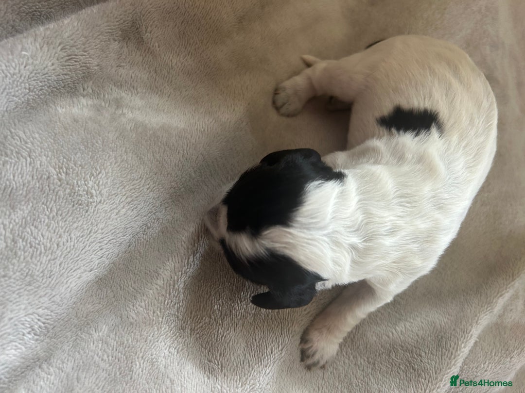 Cocker Spaniel dogs for sale: Blue roan cocker spaniels  - Image 13