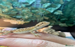 Bearded Dragon reptiles for sale: Baby bearded dragons super friendly  - Image 3