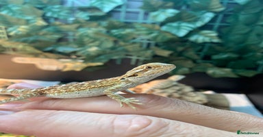Bearded Dragon reptiles - Advert 1