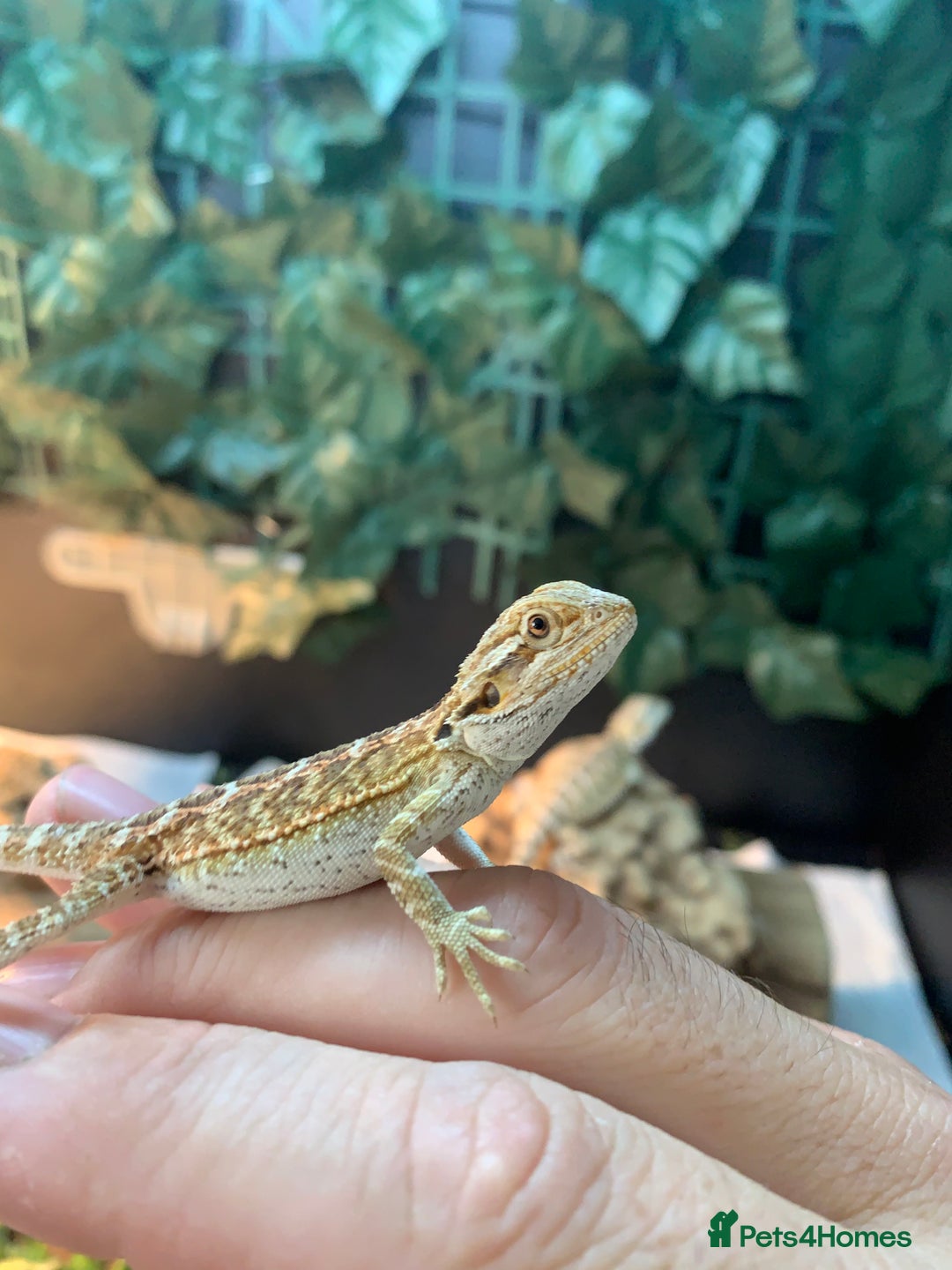 Bearded Dragon reptiles for sale: Baby bearded dragons super friendly  - Image 3