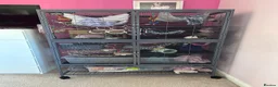 Rat rodents for sale: 2 Female Hooded Rats with Critter Nation Cage - Advert 7