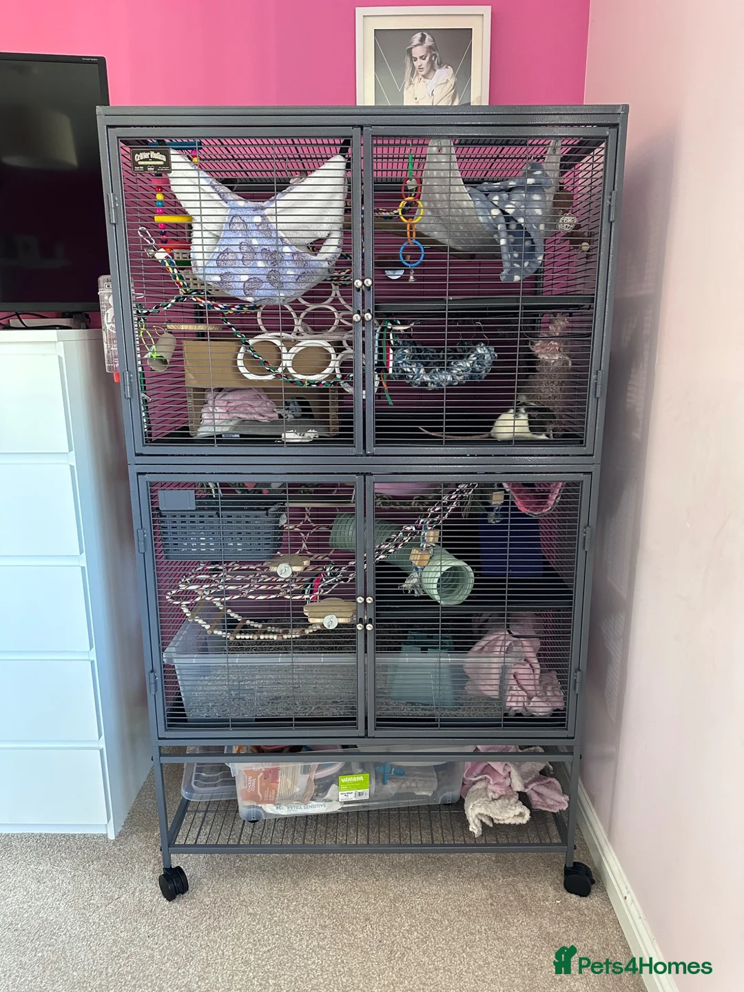 Rat rodents for sale: 2 Female Hooded Rats with Critter Nation Cage - Advert 7