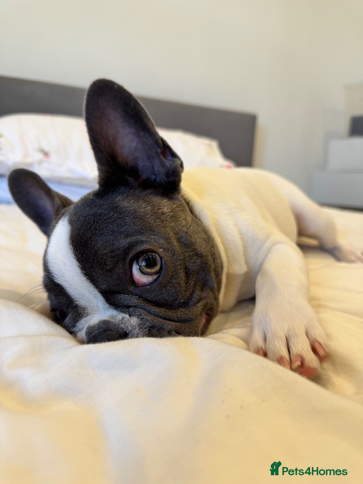 French Bulldog dogs French Bulldog puppy looking for a loving new home - Advert 1